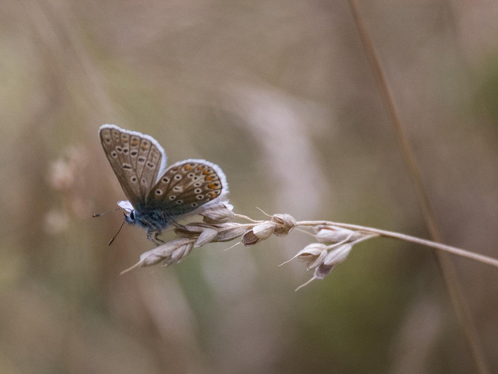 Обои насекомое, бабочка, крылья, стебель, колосок, травинка, insect, butterfly, wings, stem, spike, a blade of grass разрешение 1920x1200 Загрузить