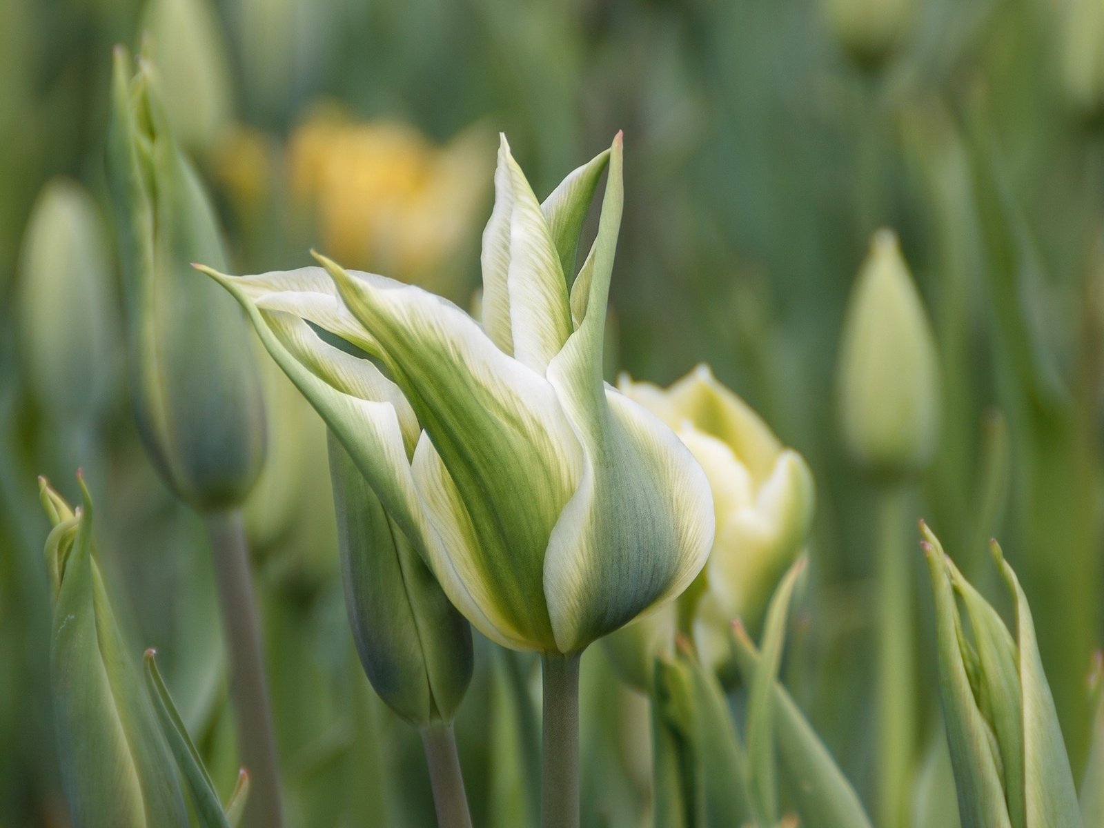 Обои цветы, весна, тюльпаны, н, flowers, spring, tulips, n разрешение 2000x1333 Загрузить