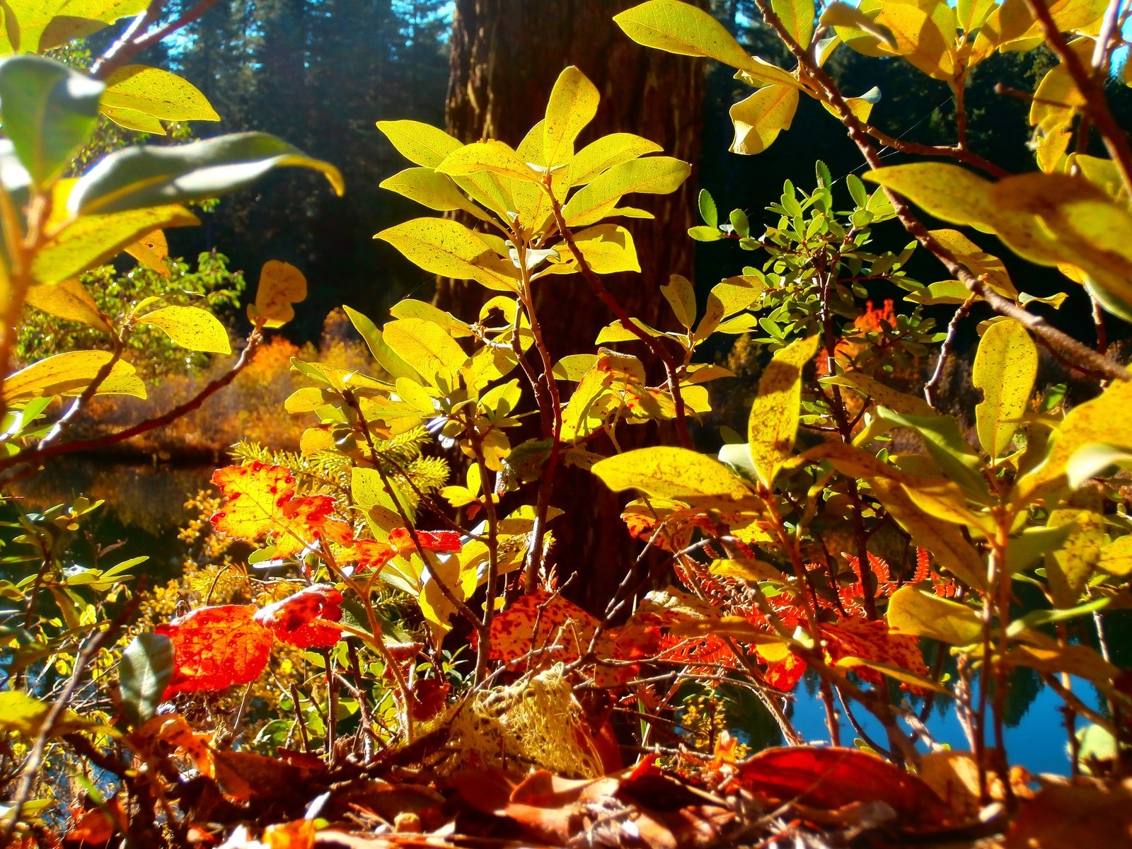 Обои природа, листья, листва, осень, nature, leaves, foliage, autumn разрешение 4608x3456 Загрузить