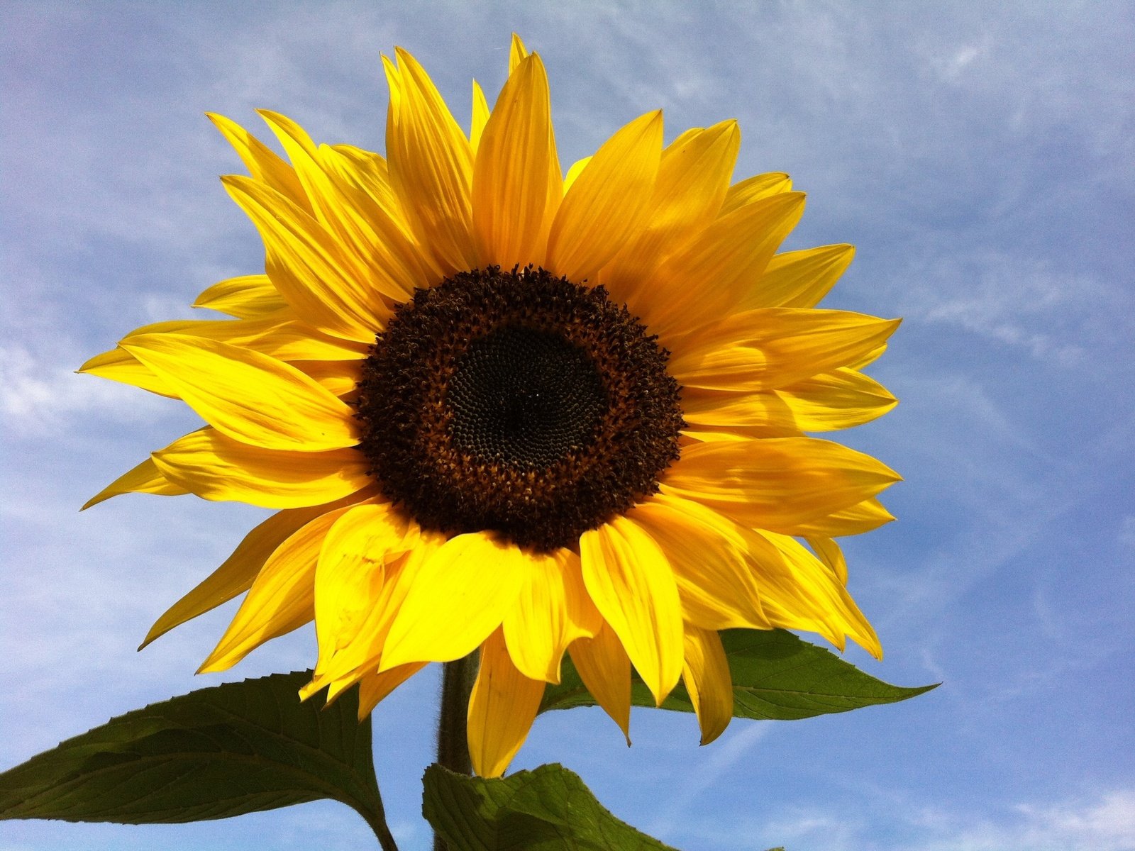 Обои небо, цветок, лепестки, подсолнух, растение, макросъемка, the sky, flower, petals, sunflower, plant, macro разрешение 2592x1936 Загрузить