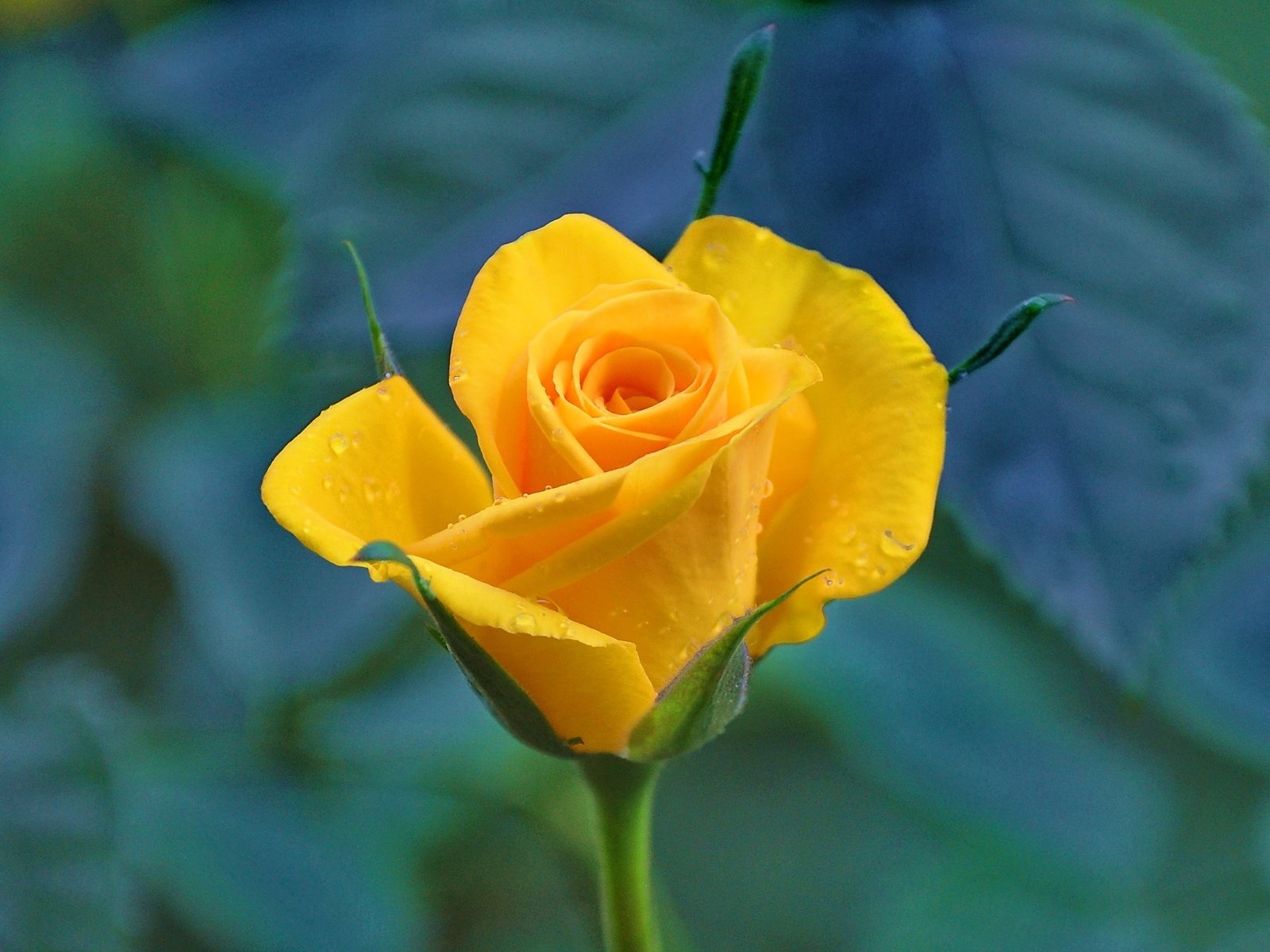 Обои желтый, цветок, капли, роза, лепестки, бутон, макросъемка, стебель, yellow, flower, drops, rose, petals, bud, macro, stem разрешение 2453x1762 Загрузить