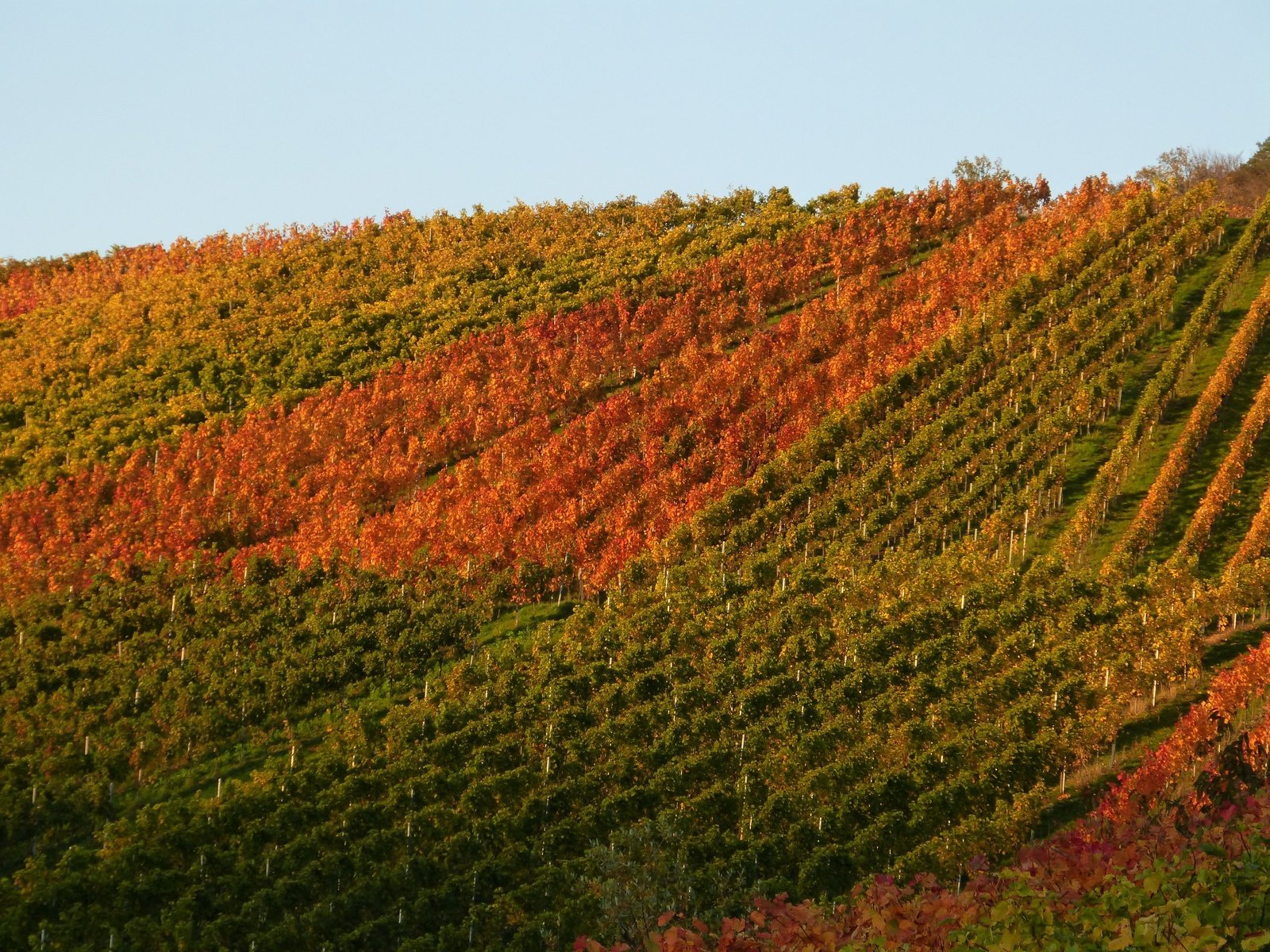 Обои природа, осень, виноградник, nature, autumn, vineyard разрешение 4608x3456 Загрузить