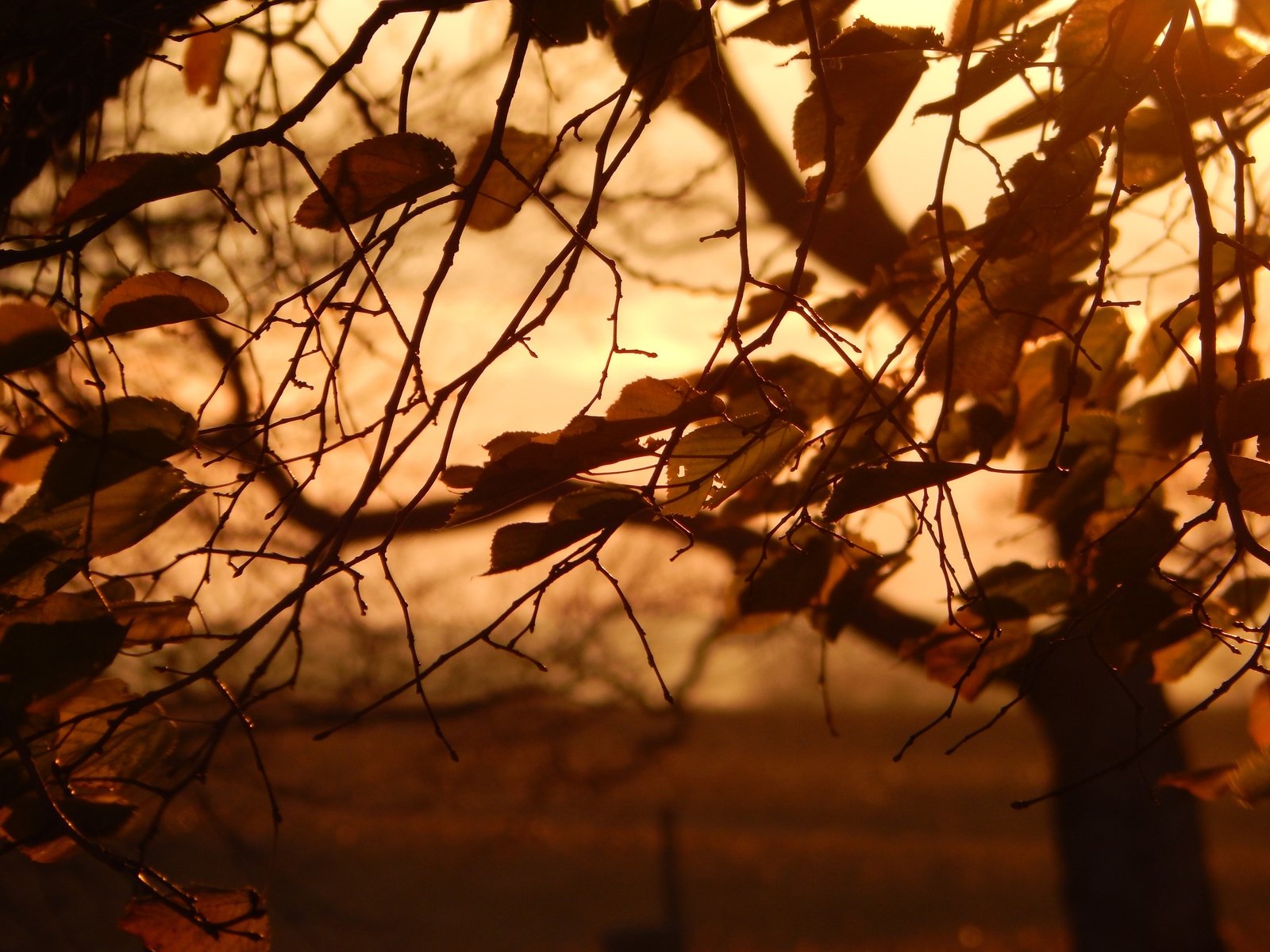 Обои природа, дерево, листья, осень, nature, tree, leaves, autumn разрешение 4608x3456 Загрузить