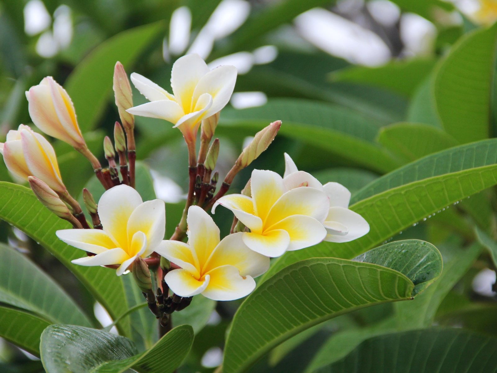 Обои цветы, листья, растение, плюмерия, франжипани, flowers, leaves, plant, plumeria, frangipani разрешение 5184x3456 Загрузить