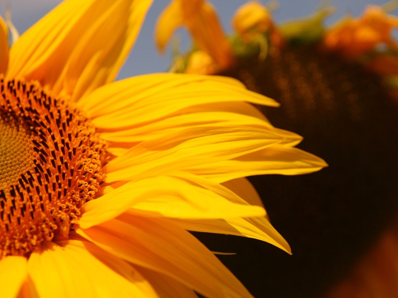 Обои желтый, цветок, лепестки, подсолнух, крупным планом, yellow, flower, petals, sunflower, closeup разрешение 3888x2592 Загрузить