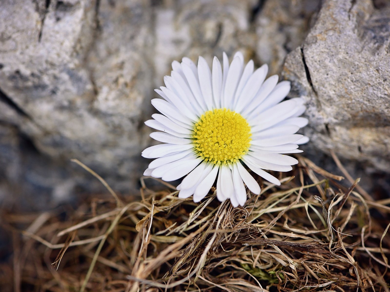 Обои природа, цветок, лепестки, ромашка, камень, nature, flower, petals, daisy, stone разрешение 6016x4016 Загрузить