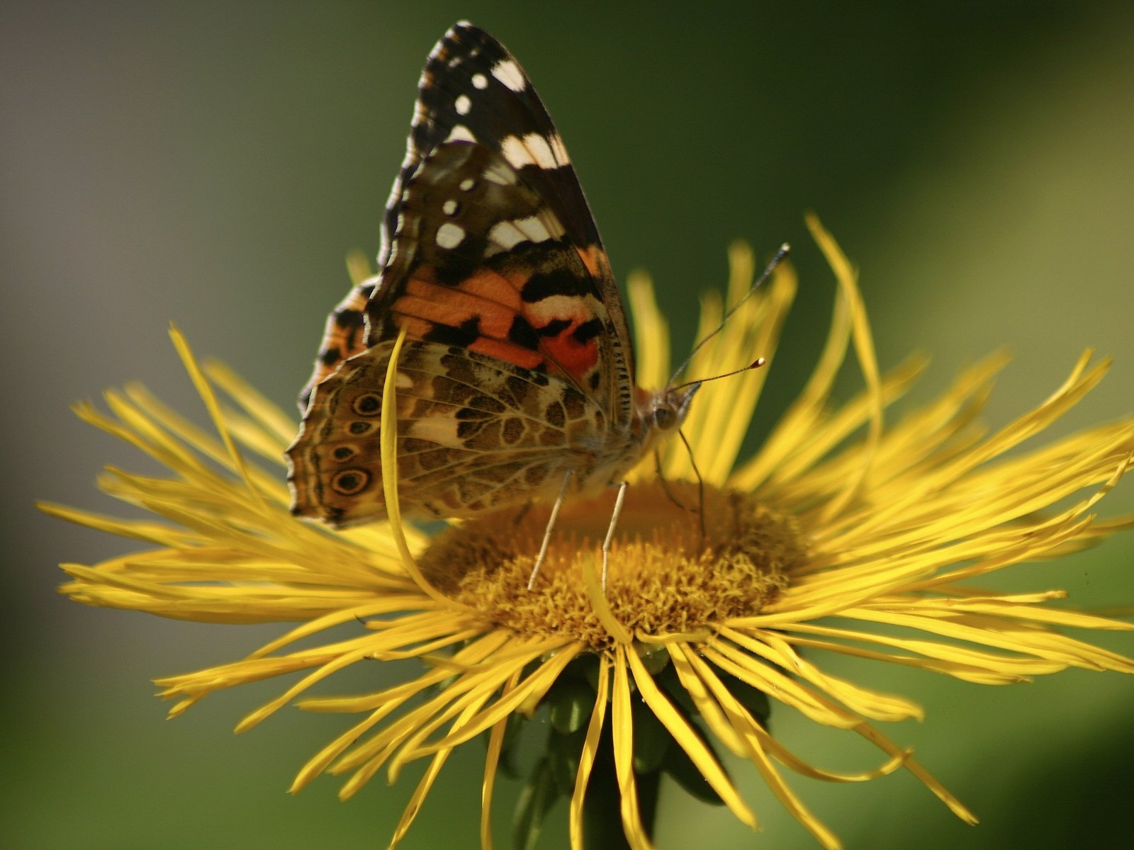 Обои насекомое, цветок, бабочка, крылья, растение, девясил, insect, flower, butterfly, wings, plant, nard разрешение 3072x2048 Загрузить