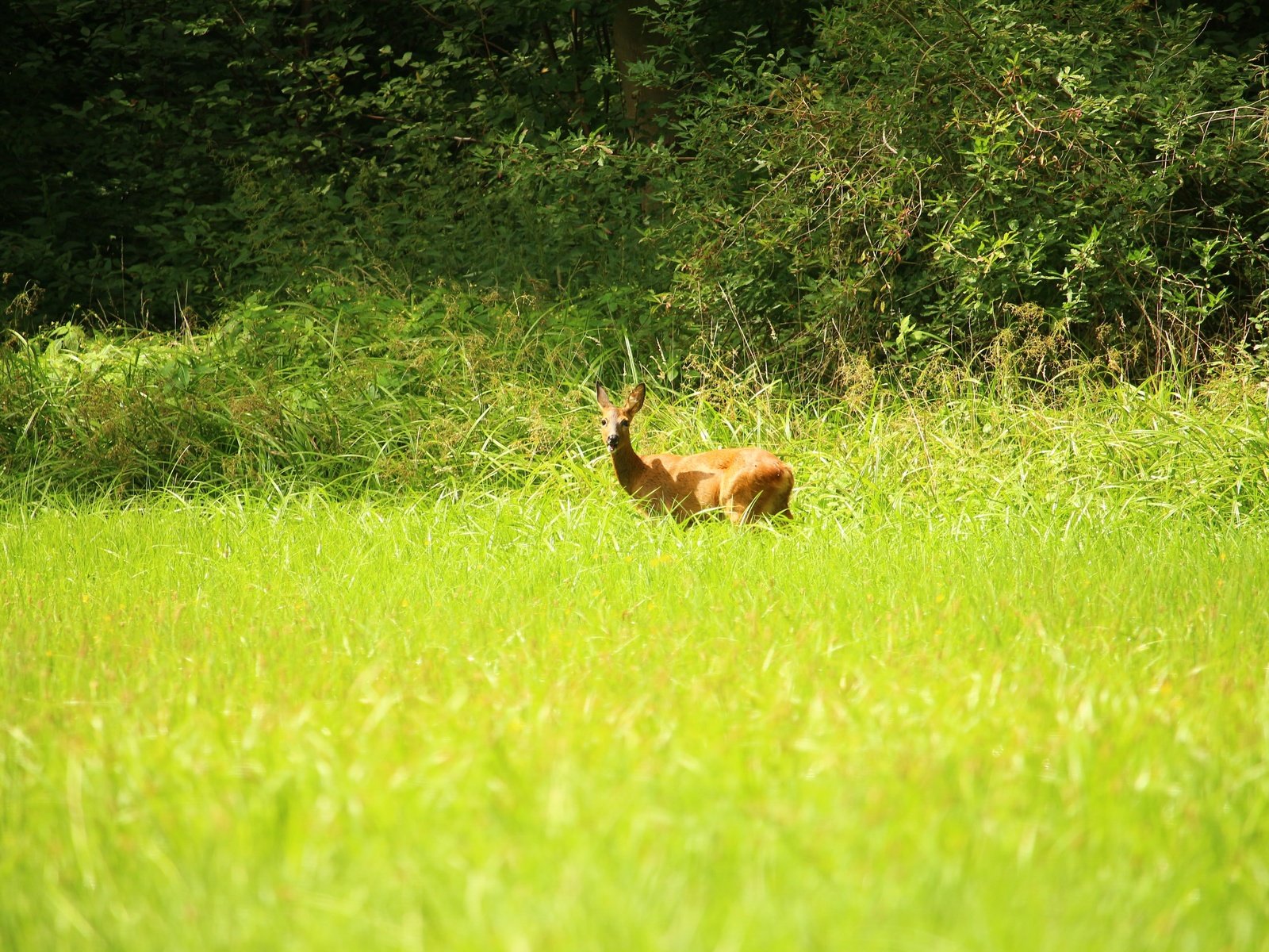 Обои трава, природа, лес, олень, луг, животное, лужайка, косуля, grass, nature, forest, deer, meadow, animal, lawn, roe разрешение 5184x3456 Загрузить