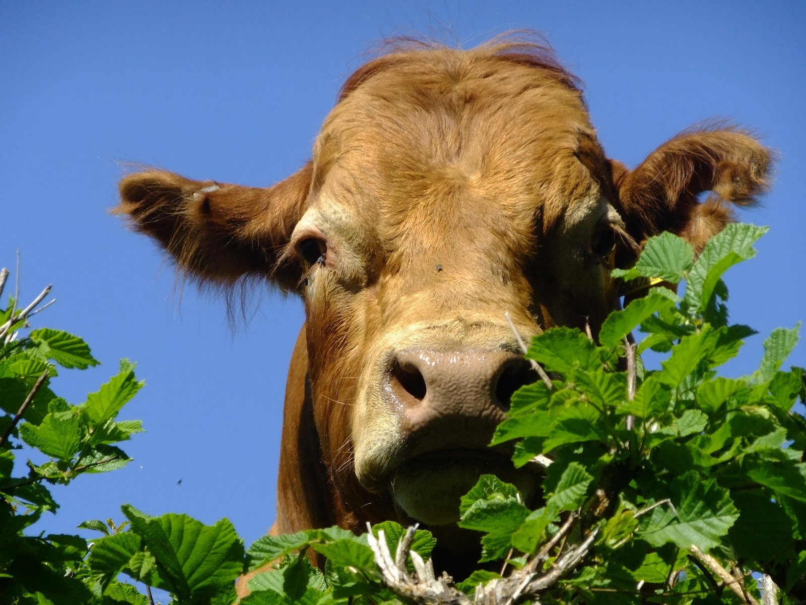 Обои морда, небо, листья, ветки, корова, face, the sky, leaves, branches, cow разрешение 3616x2400 Загрузить