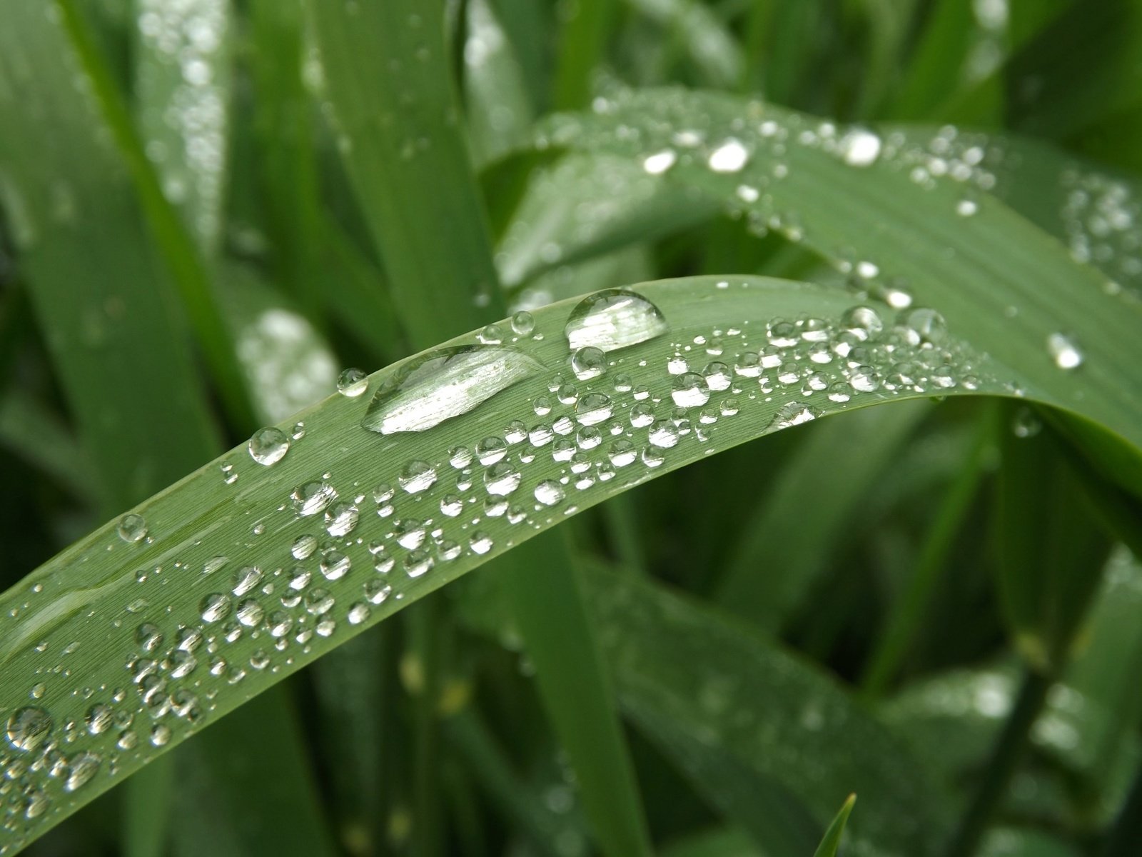 Обои трава, макро, роса, капли, капельки росы, grass, macro, rosa, drops, drops of dew разрешение 3072x2304 Загрузить