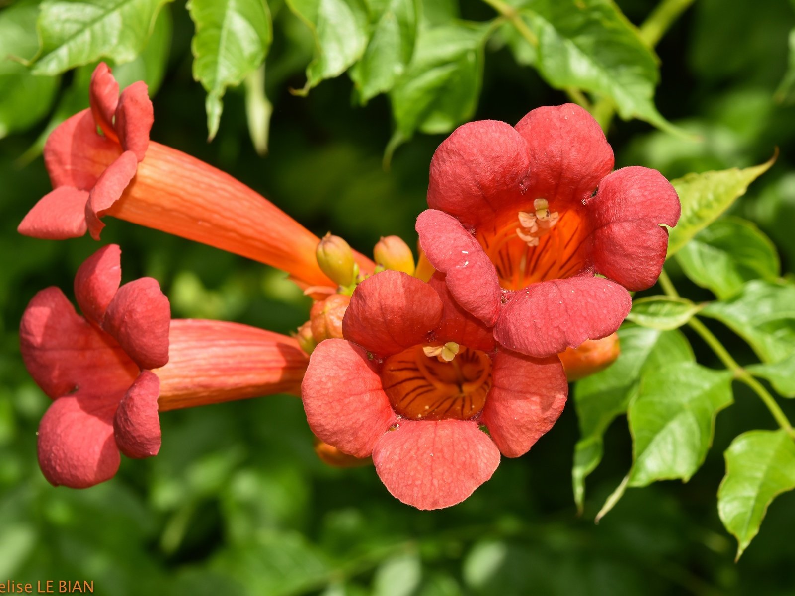 Обои цветы, лето, кампсис, текома, flowers, summer, campsis, tecoma разрешение 6000x4000 Загрузить