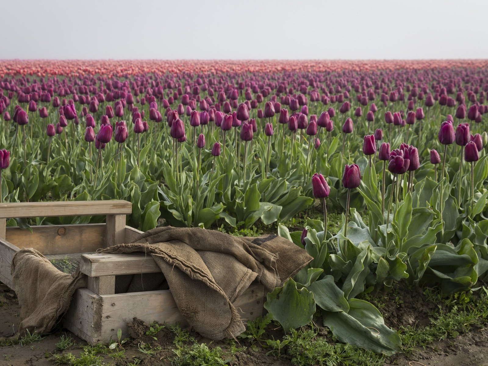 Обои цветы, бутоны, поле, весна, тюльпаны, ящик, плантация, flowers, buds, field, spring, tulips, box, plantation разрешение 2048x1318 Загрузить