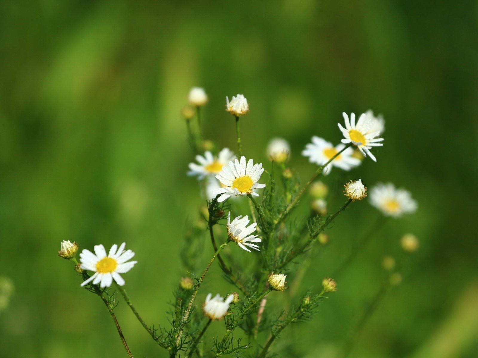 Обои цветы, зелень, фон, лето, ромашки, flowers, greens, background, summer, chamomile разрешение 1920x1280 Загрузить