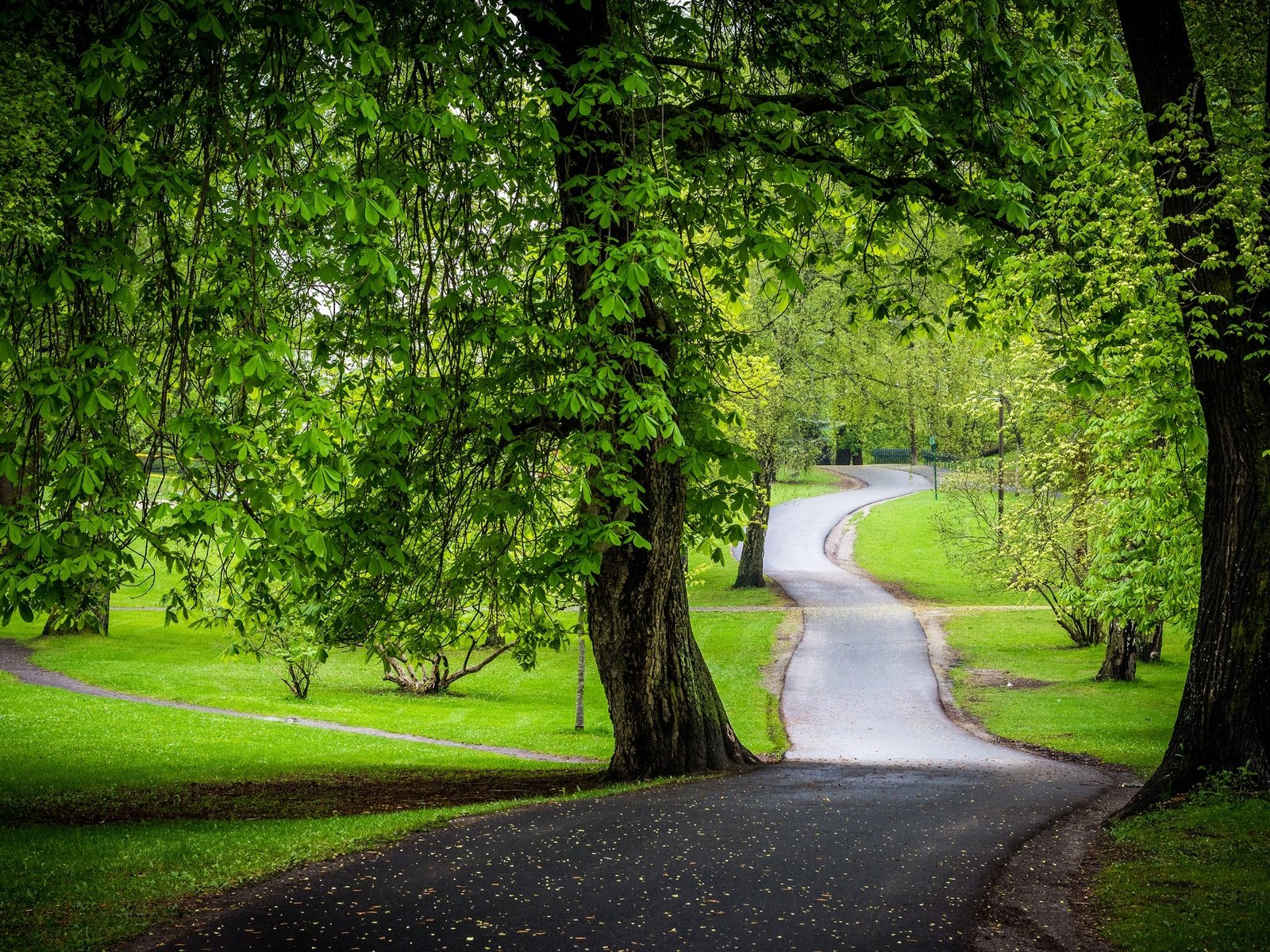 Обои дорога, деревья, зелень, парк, каштаны, road, trees, greens, park, chestnuts разрешение 2048x1365 Загрузить