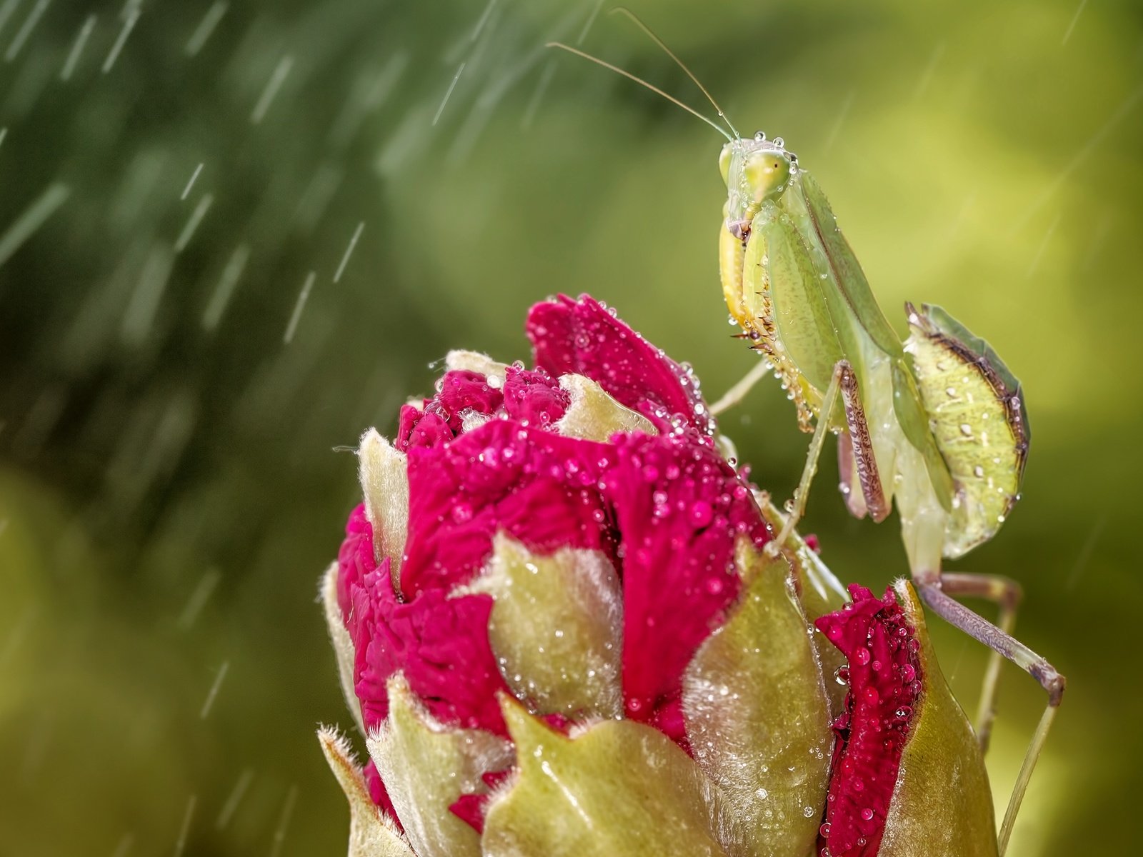 Обои глаза, макро, насекомое, цветок, капли, бутон, дождь, богомол, eyes, macro, insect, flower, drops, bud, rain, mantis разрешение 4410x2481 Загрузить
