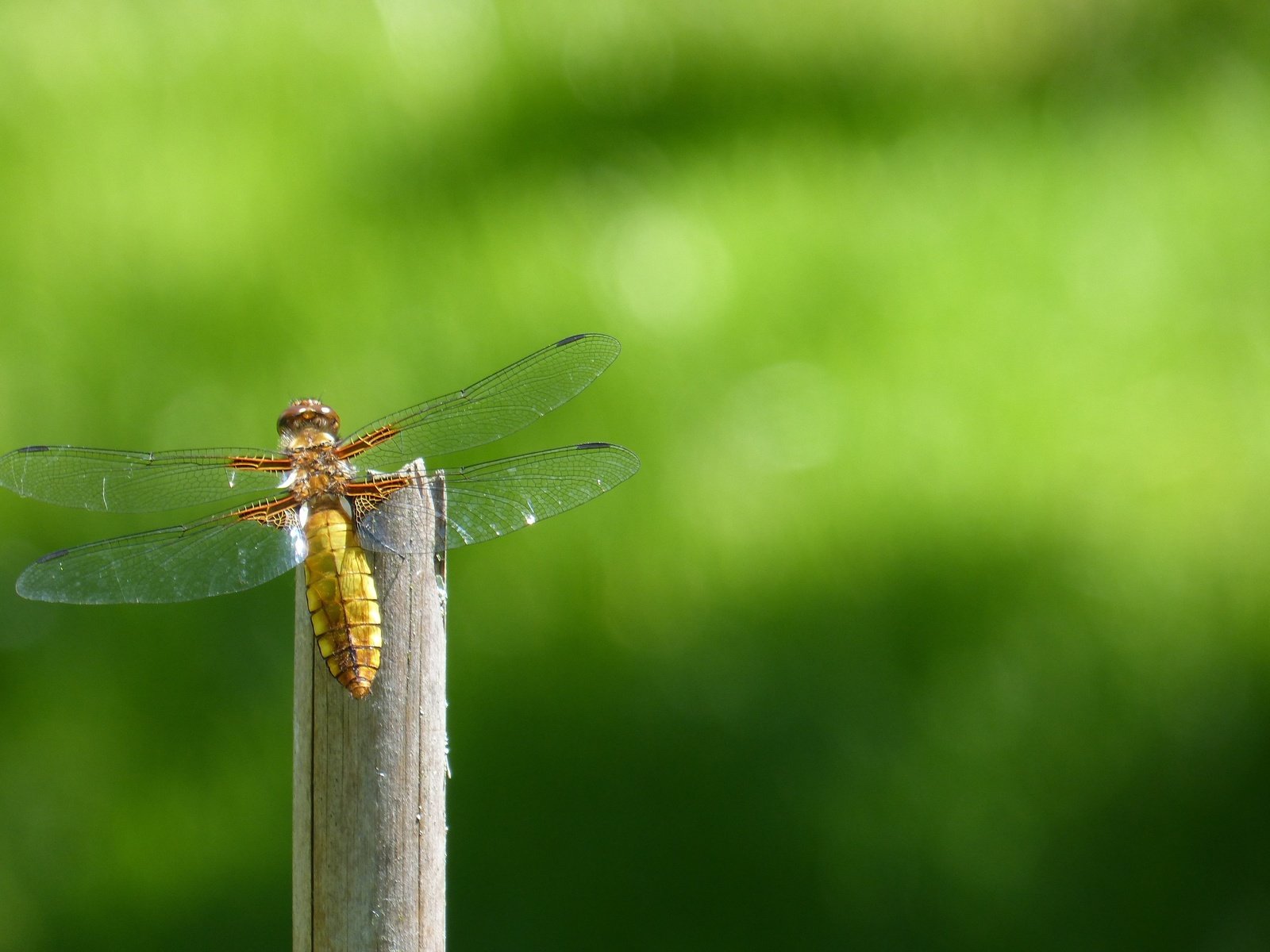 Обои природа, насекомое, крылья, стрекоза, стебель, боке, крупным планом, nature, insect, wings, dragonfly, stem, bokeh, closeup разрешение 4608x3072 Загрузить