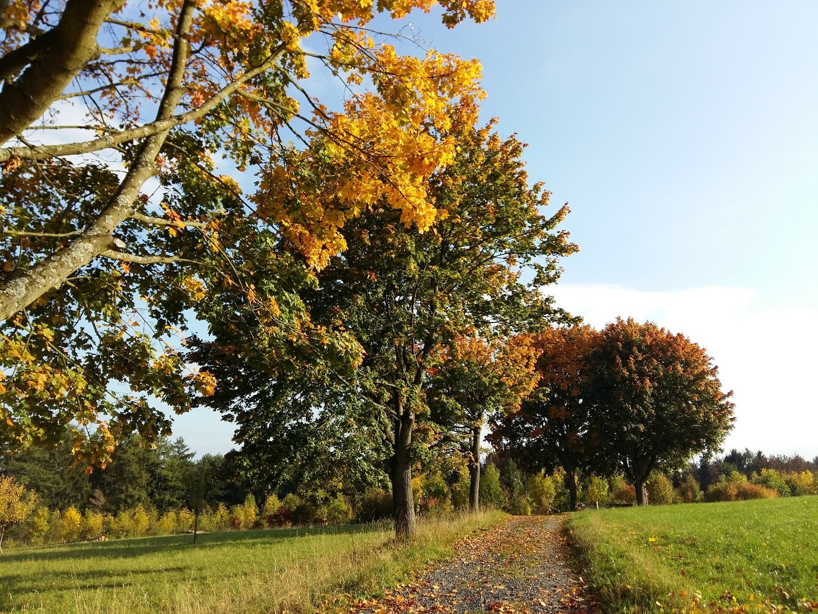 Обои небо, роща, дорога, деревья, природа, лес, листья, листва, осень, the sky, grove, road, trees, nature, forest, leaves, foliage, autumn разрешение 3264x2448 Загрузить