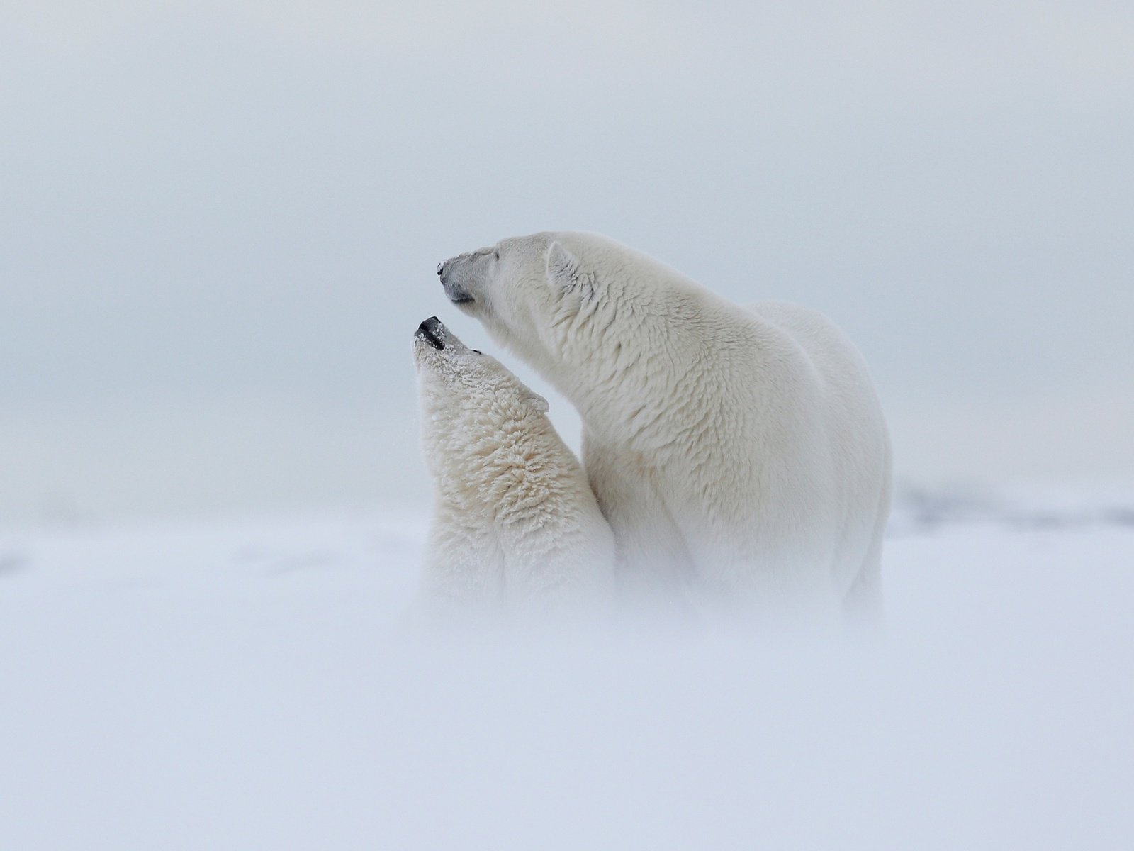 Обои снег, медведица, природа, туман, полярный медведь, медведи, детеныш, медвежонок, арктика, snow, nature, fog, polar bear, bears, cub, bear, arctic разрешение 3000x1688 Загрузить
