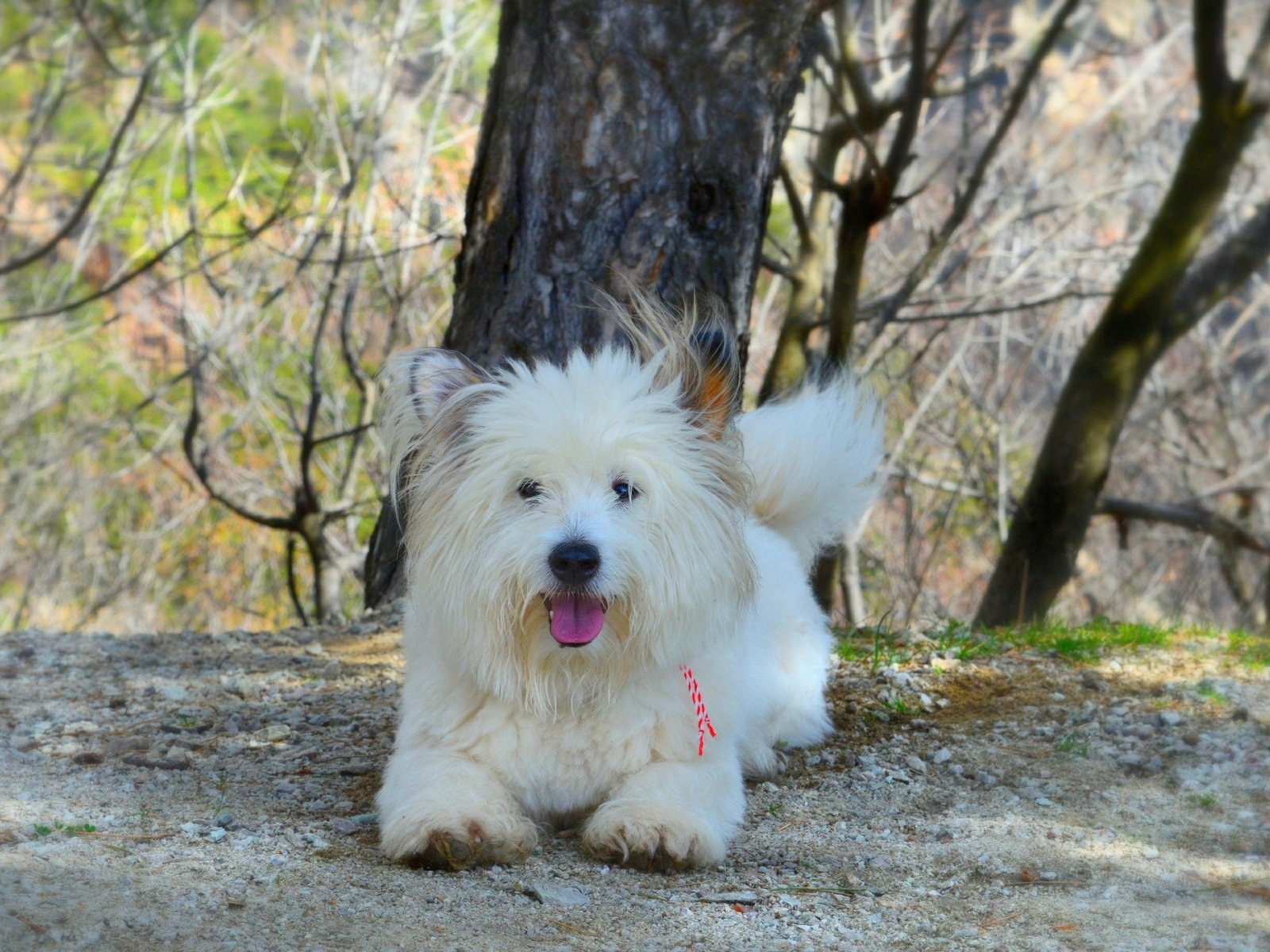Обои собачка, вест-хайленд-уайт-терьер, dog, the west highland white terrier разрешение 3000x1841 Загрузить