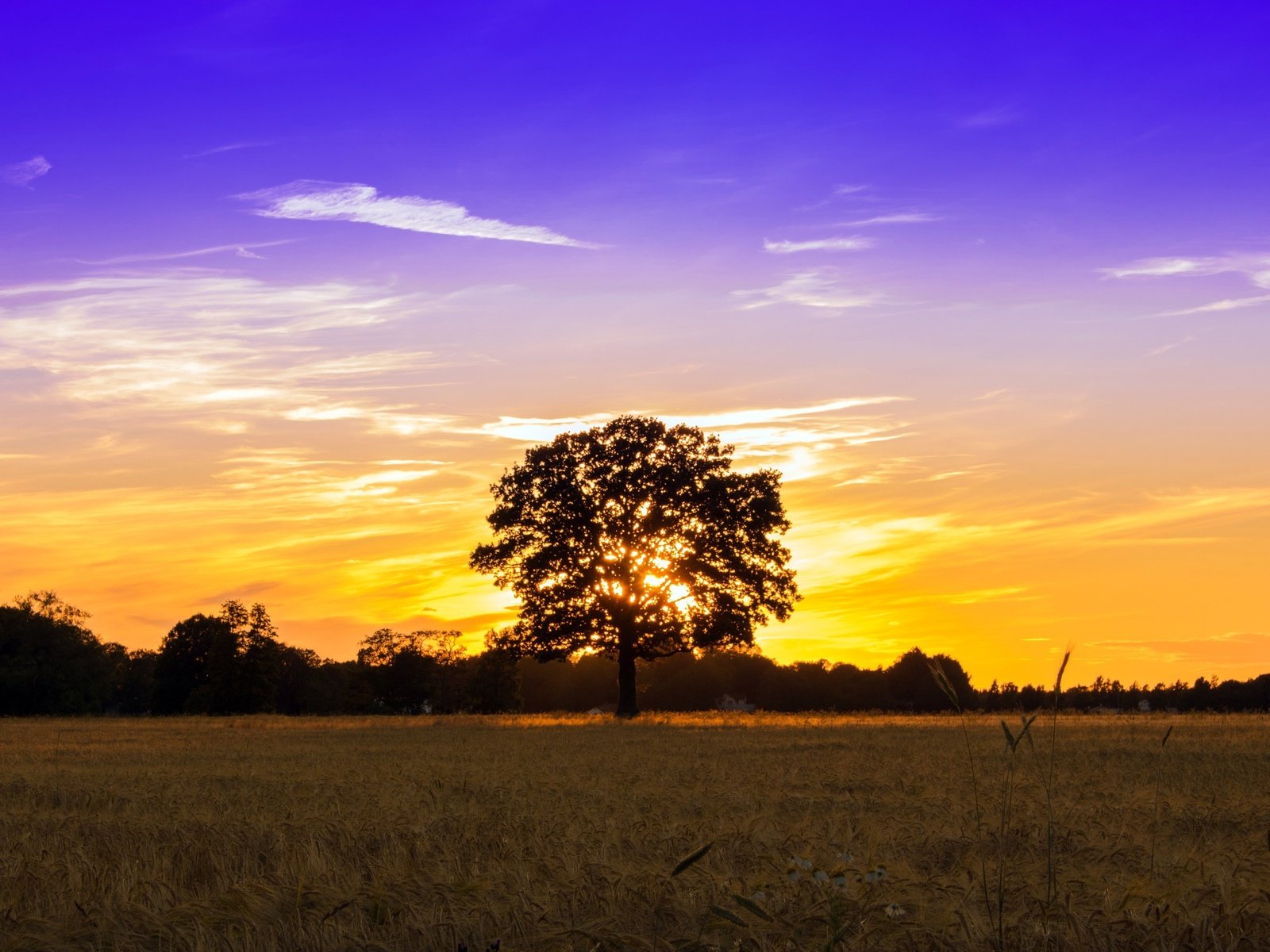 Обои небо, свет, облака, дерево, закат, поле, the sky, light, clouds, tree, sunset, field разрешение 2560x1707 Загрузить