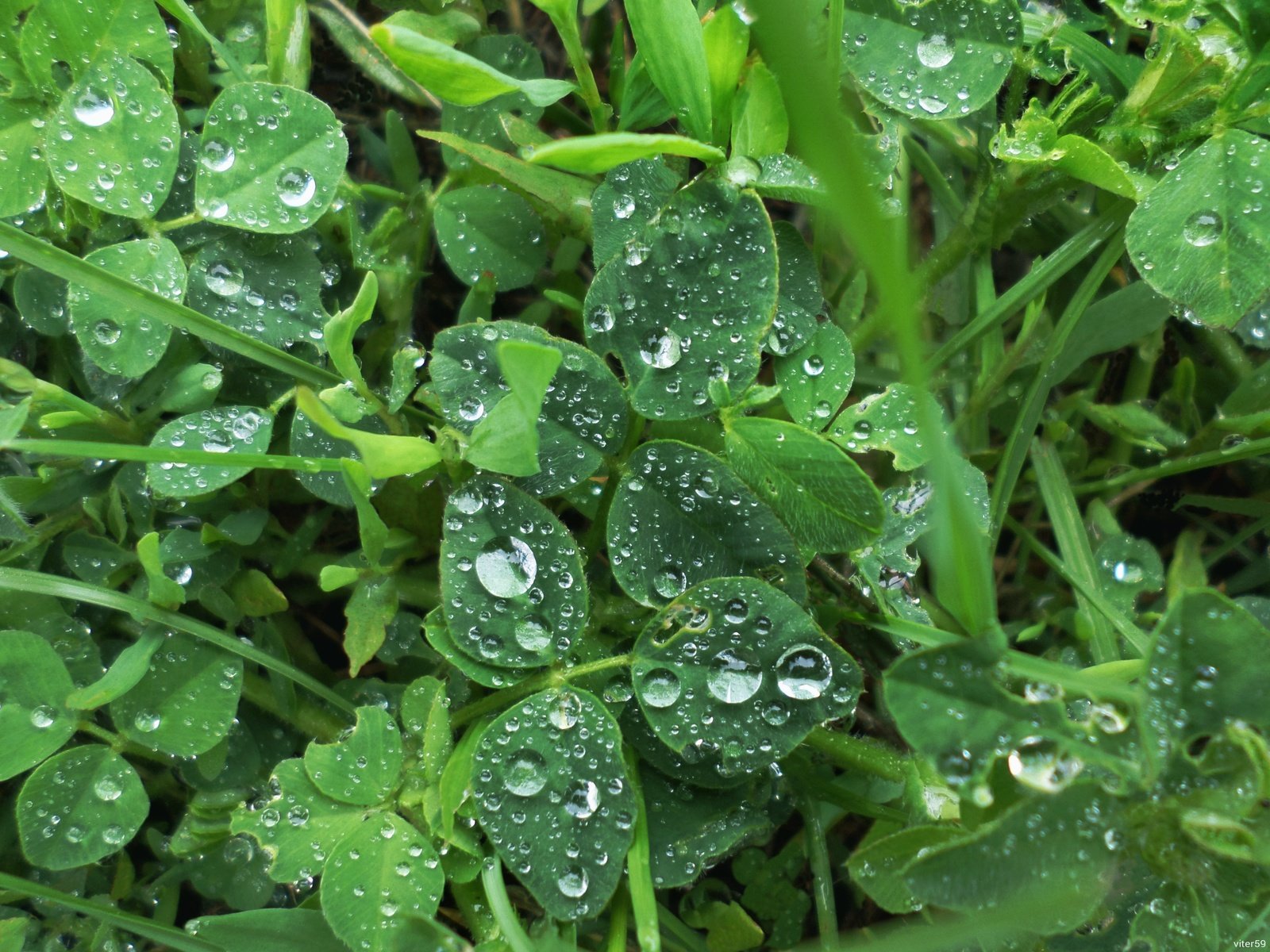 Обои трава, растения, листья, капли, дождь, grass, plants, leaves, drops, rain разрешение 4033x3025 Загрузить