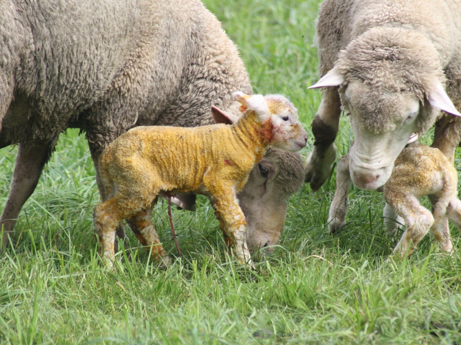 Обои трава, поле, луг, рождение, бараны, домашний скот, баранина, grass, field, meadow, birth, sheep, livestock, lamb разрешение 3888x2592 Загрузить