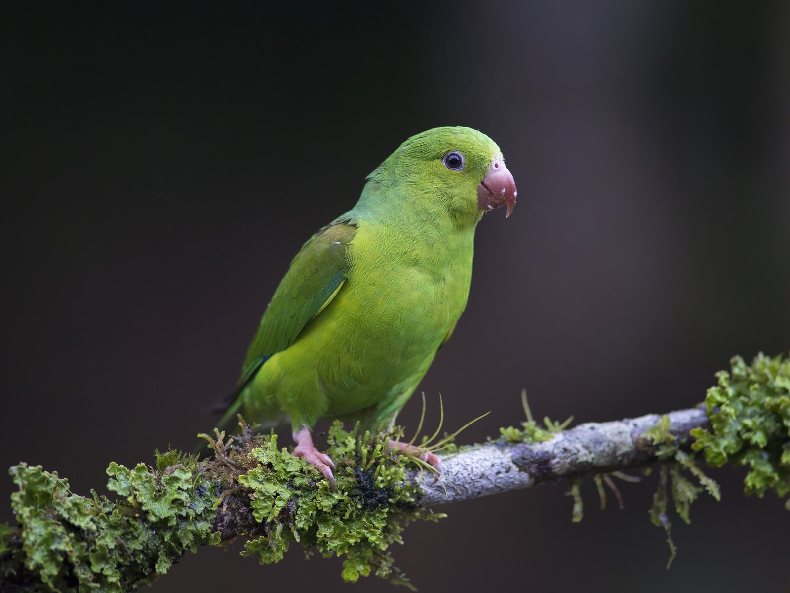 Обои ветка, природа, птица, клюв, перья, попугай, branch, nature, bird, beak, feathers, parrot разрешение 2048x1367 Загрузить