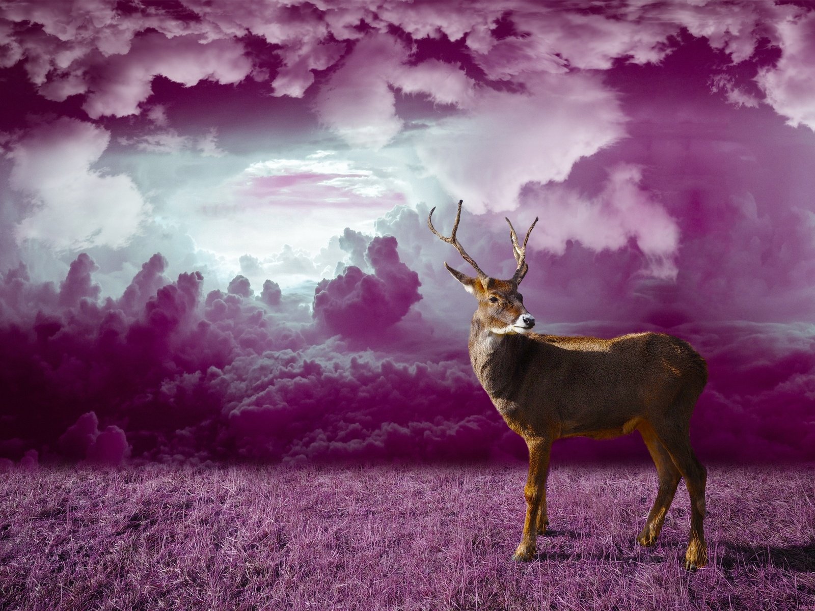 Обои трава, облака, олень, фотошоп, grass, clouds, deer, photoshop разрешение 3059x2160 Загрузить