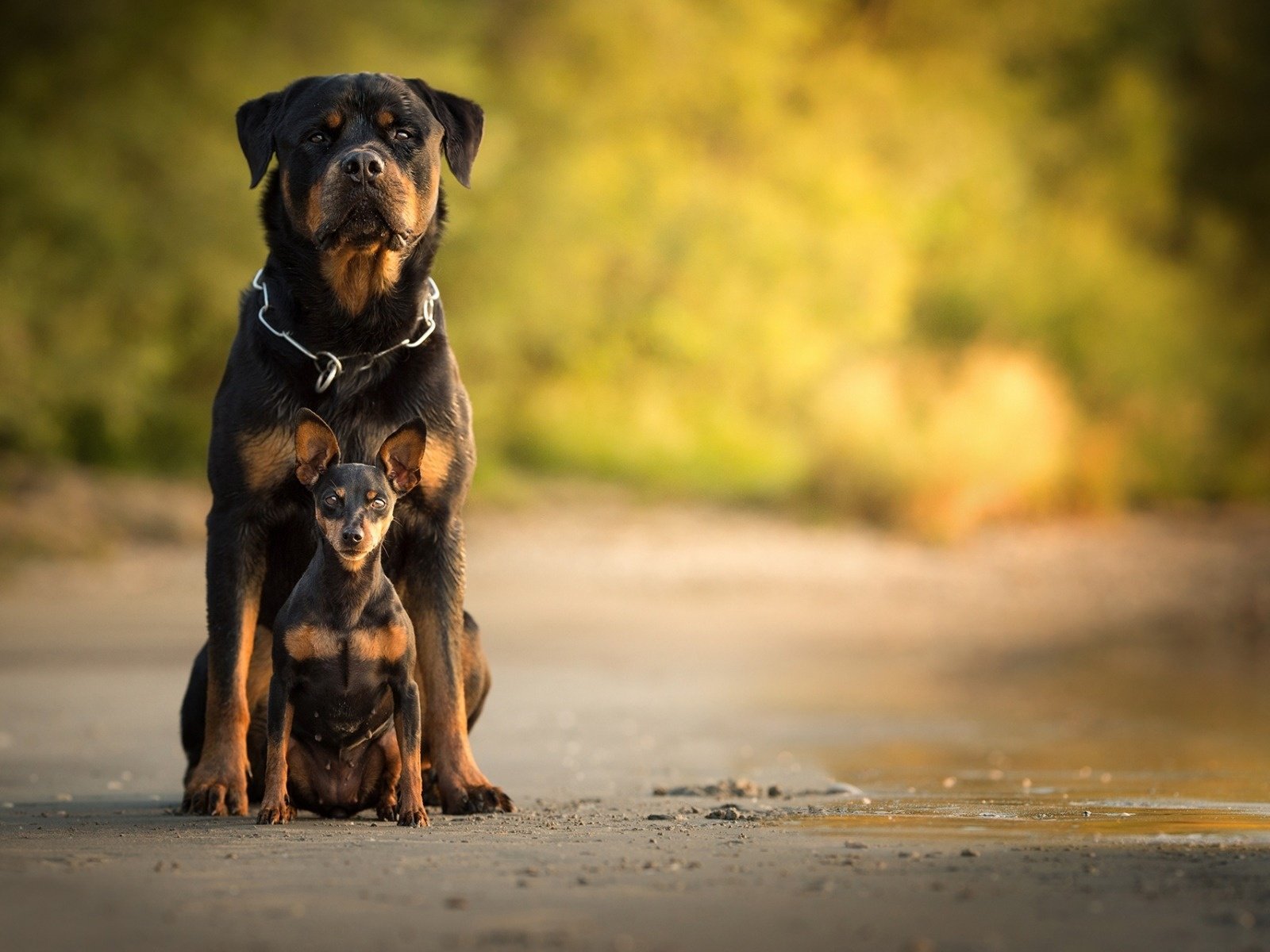 Обои собака, собаки, боке, ротвейлер, карликовый пинчер, dog, dogs, bokeh, rottweiler, miniature pinscher разрешение 1920x1200 Загрузить