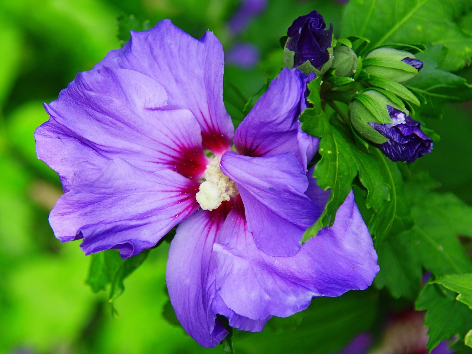 Обои цветы, бутоны, листья, макро, лепестки, гибискус, flowers, buds, leaves, macro, petals, hibiscus разрешение 3657x2831 Загрузить