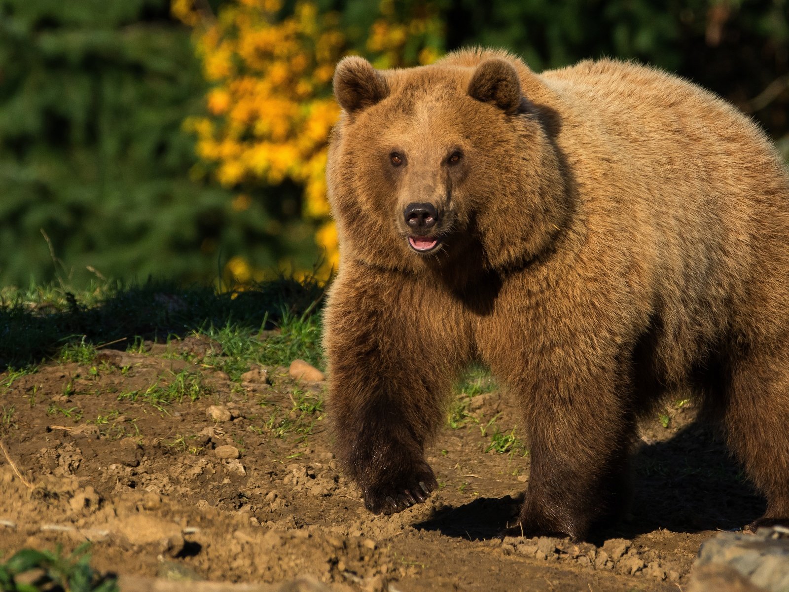 Обои природа, животные, медведь, солнечно, бурый медведь, nature, animals, bear, sunny, brown bear разрешение 5223x2938 Загрузить