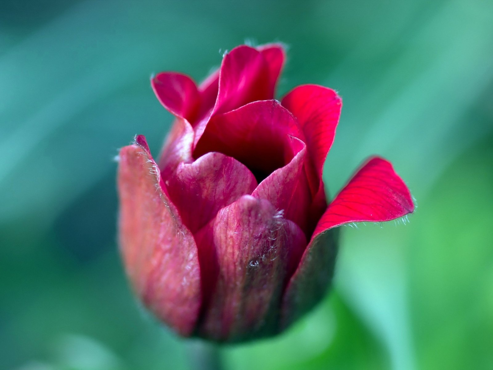 Обои природа, цветок, лепестки, размытость, бутон, тюльпан, nature, flower, petals, blur, bud, tulip разрешение 2560x1600 Загрузить