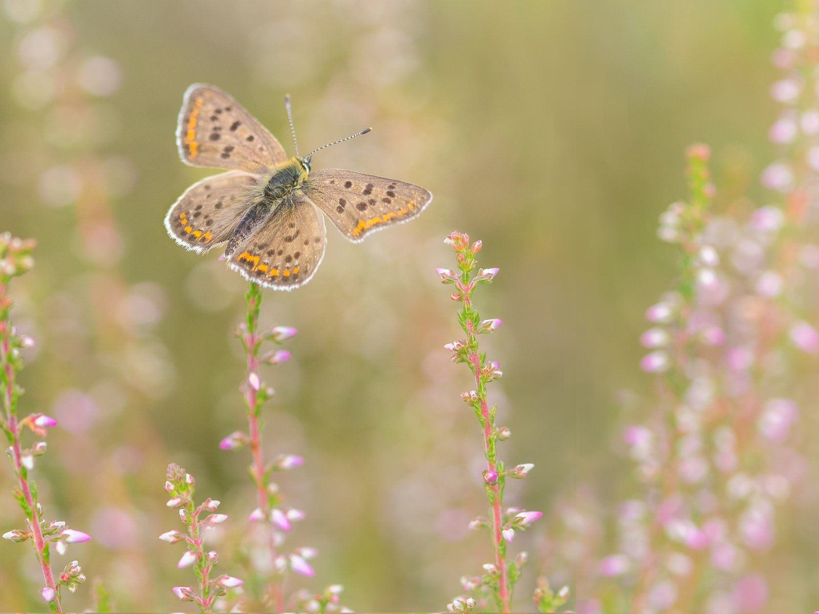 Обои цветы, природа, насекомое, фон, бабочка, крылья, flowers, nature, insect, background, butterfly, wings разрешение 2048x1365 Загрузить