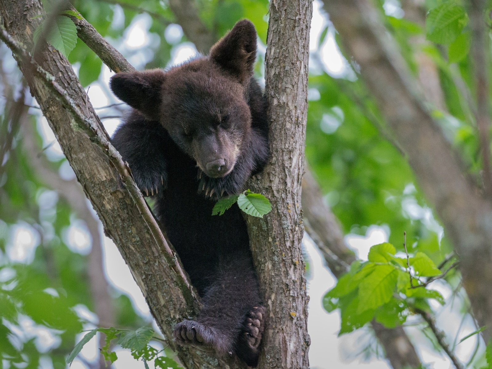 Обои дерево, листья, медведь, малыш, медвежонок, tree, leaves, bear, baby разрешение 2048x1278 Загрузить