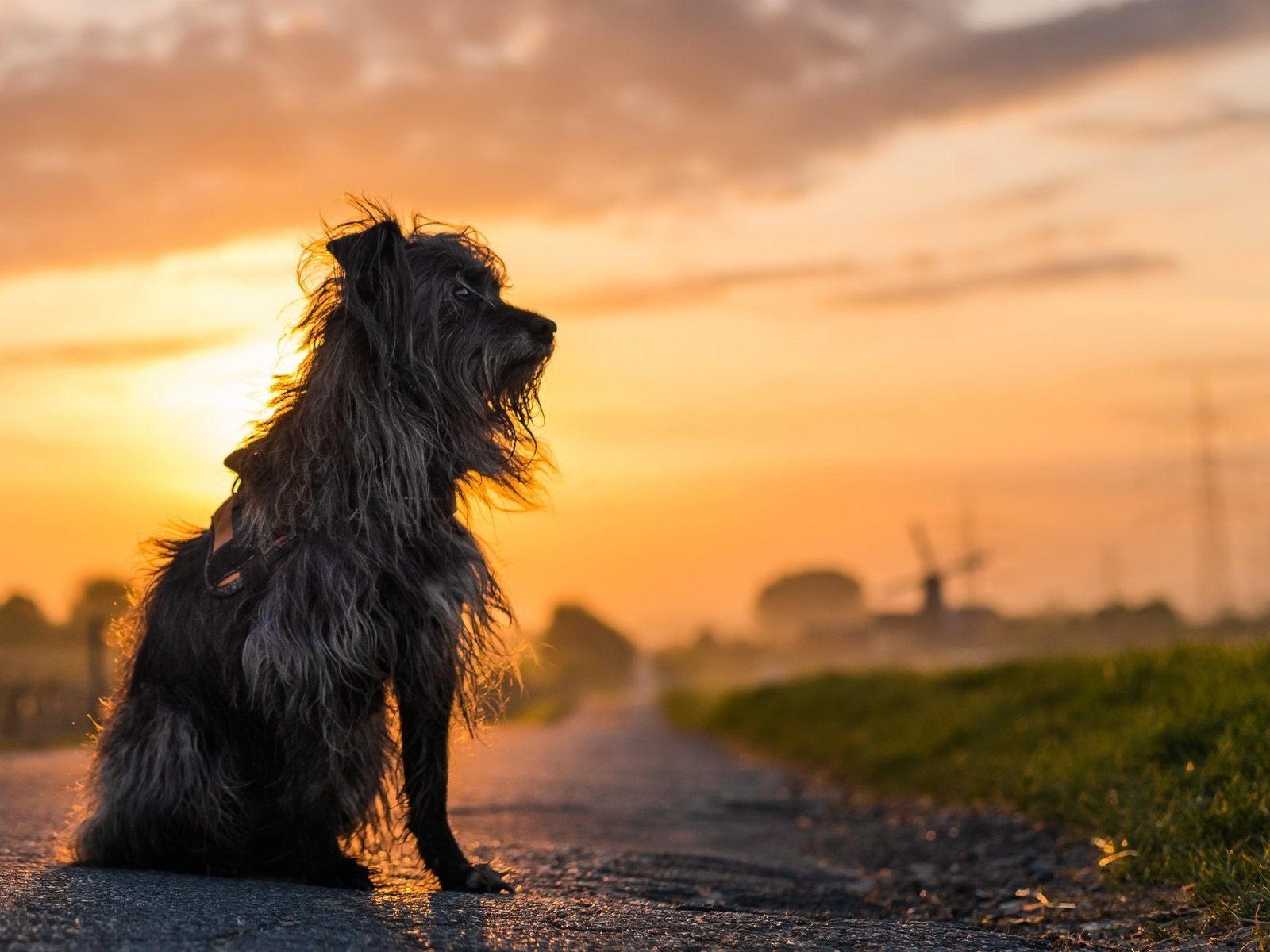 Обои дорога, закат, собака, дворняга, лохматая, дворняа, road, sunset, dog, mongrel, shaggy, dornaa разрешение 1920x1274 Загрузить