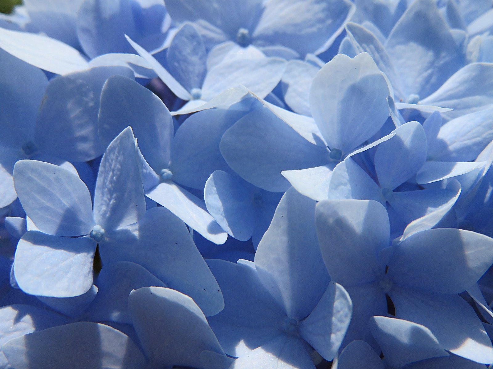 Обои цветы, лепестки, голубые, гортензия, крупным планом, flowers, petals, blue, hydrangea, closeup разрешение 3691x2768 Загрузить