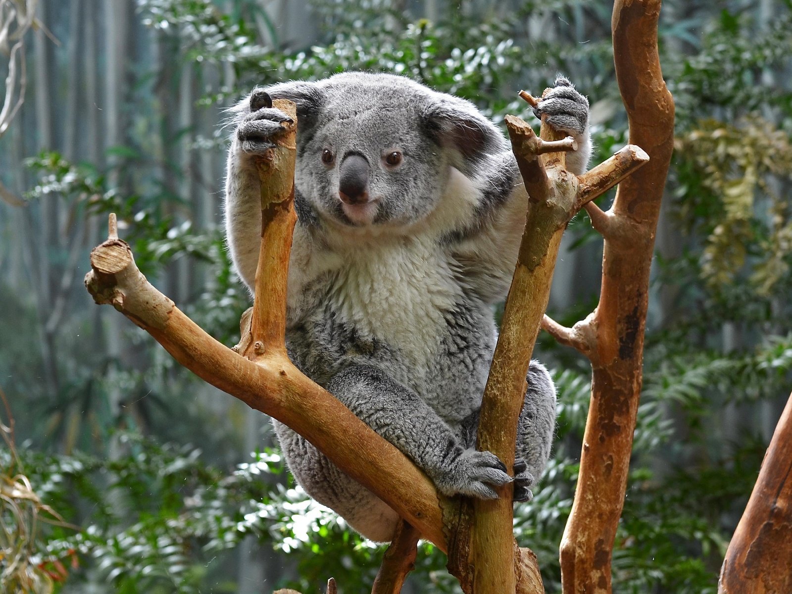 Обои природа, дерево, животные, коала, сумчатые, nature, tree, animals, koala, marsupials разрешение 2730x1920 Загрузить