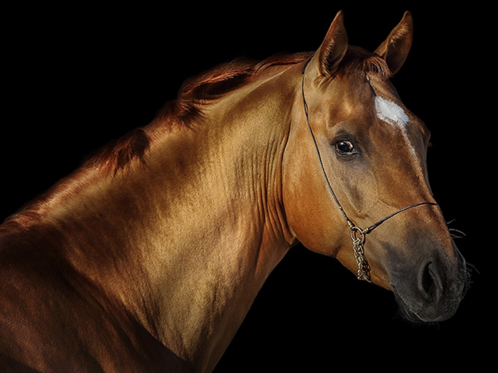 Обои лошадь, черный фон, конь, грива, жеребец, svetlana ryazantseva, horse, black background, mane, stallion разрешение 1920x1251 Загрузить