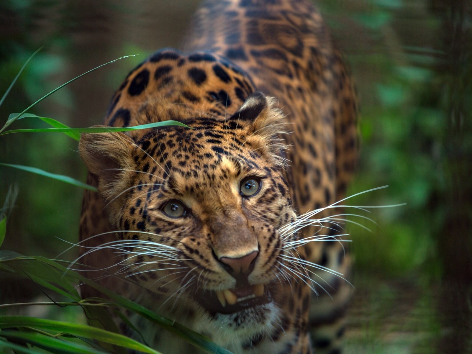 Обои морда, трава, взгляд, леопард, хищник, зубы, дикая кошка, face, grass, look, leopard, predator, teeth, wild cat разрешение 1920x1280 Загрузить