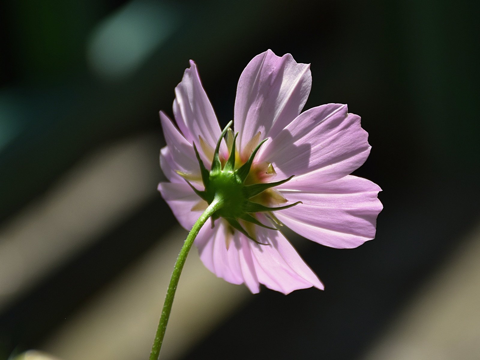 Обои макро, боке, космея, macro, bokeh, kosmeya разрешение 4982x3331 Загрузить