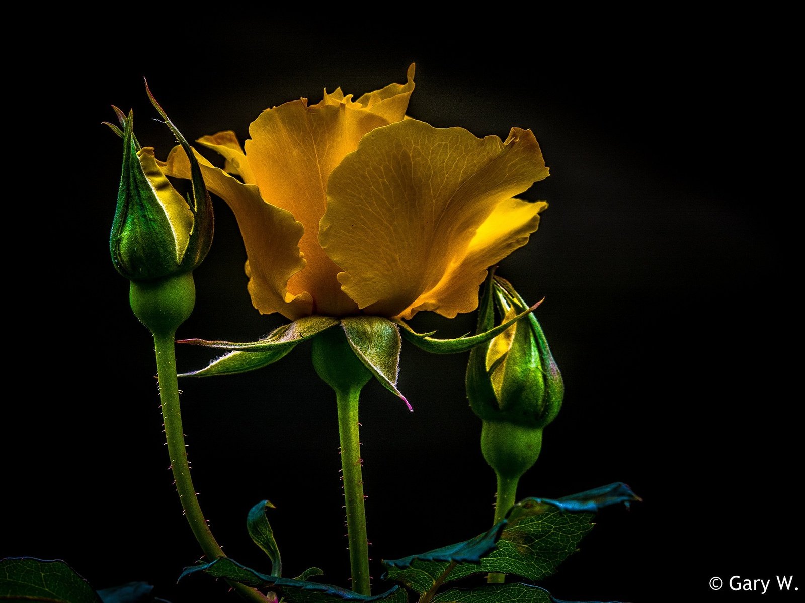 Обои цветы, бутоны, макро, фон, роза, лепестки, черный фон, желтые, flowers, buds, macro, background, rose, petals, black background, yellow разрешение 2048x1311 Загрузить