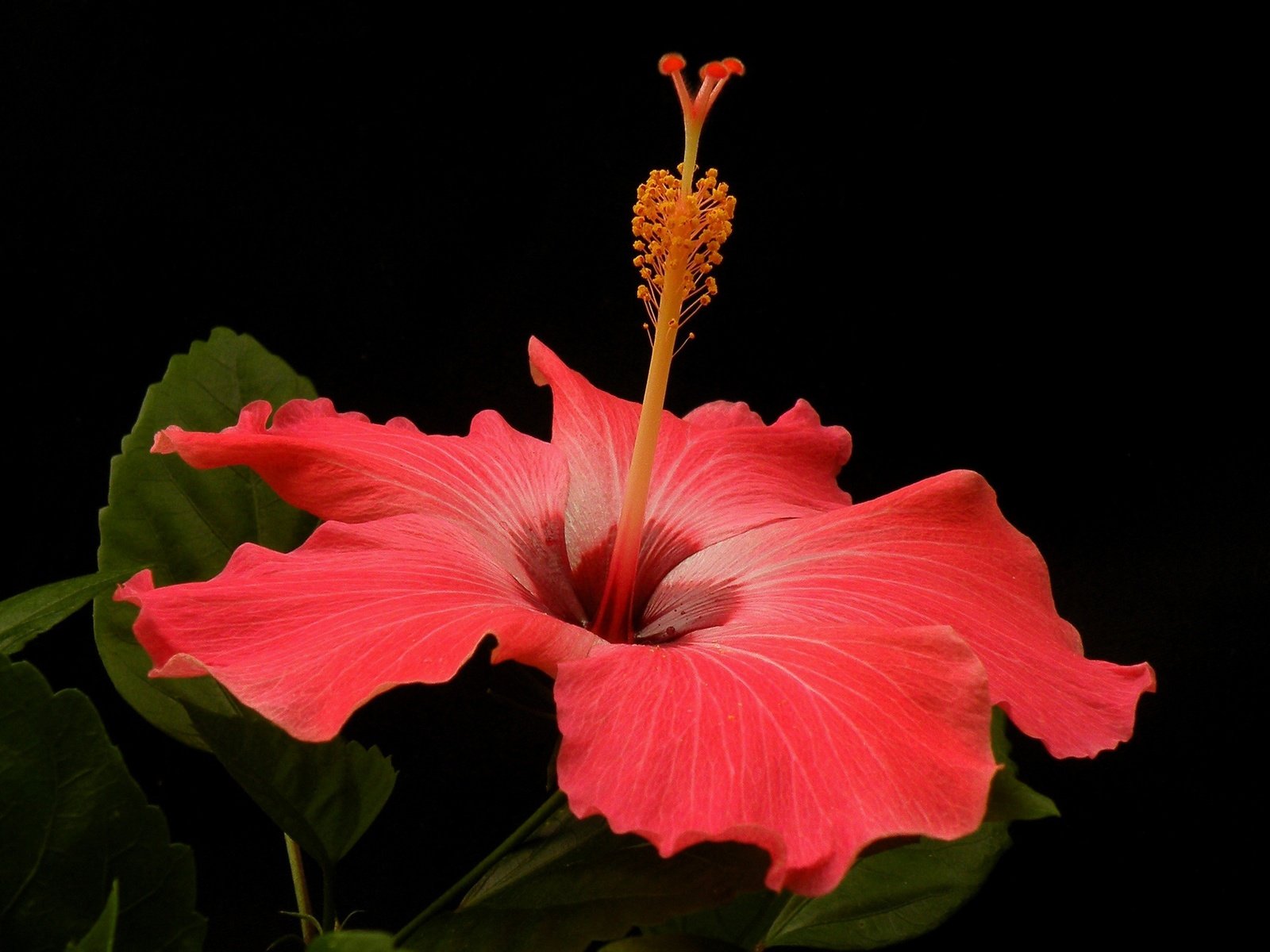 Обои макро, цветок, лепестки, черный фон, гибискус, macro, flower, petals, black background, hibiscus разрешение 2880x1850 Загрузить