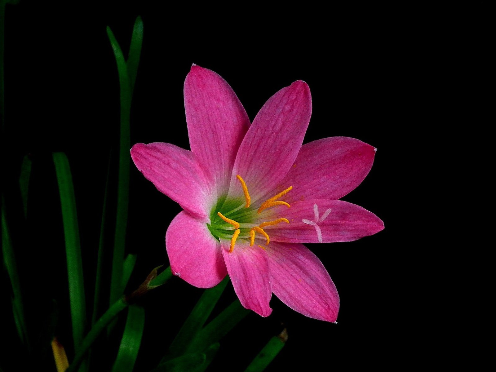 Обои макро, цветок, лепестки, черный фон, зефирантес, macro, flower, petals, black background, zephyranthes разрешение 2048x1225 Загрузить