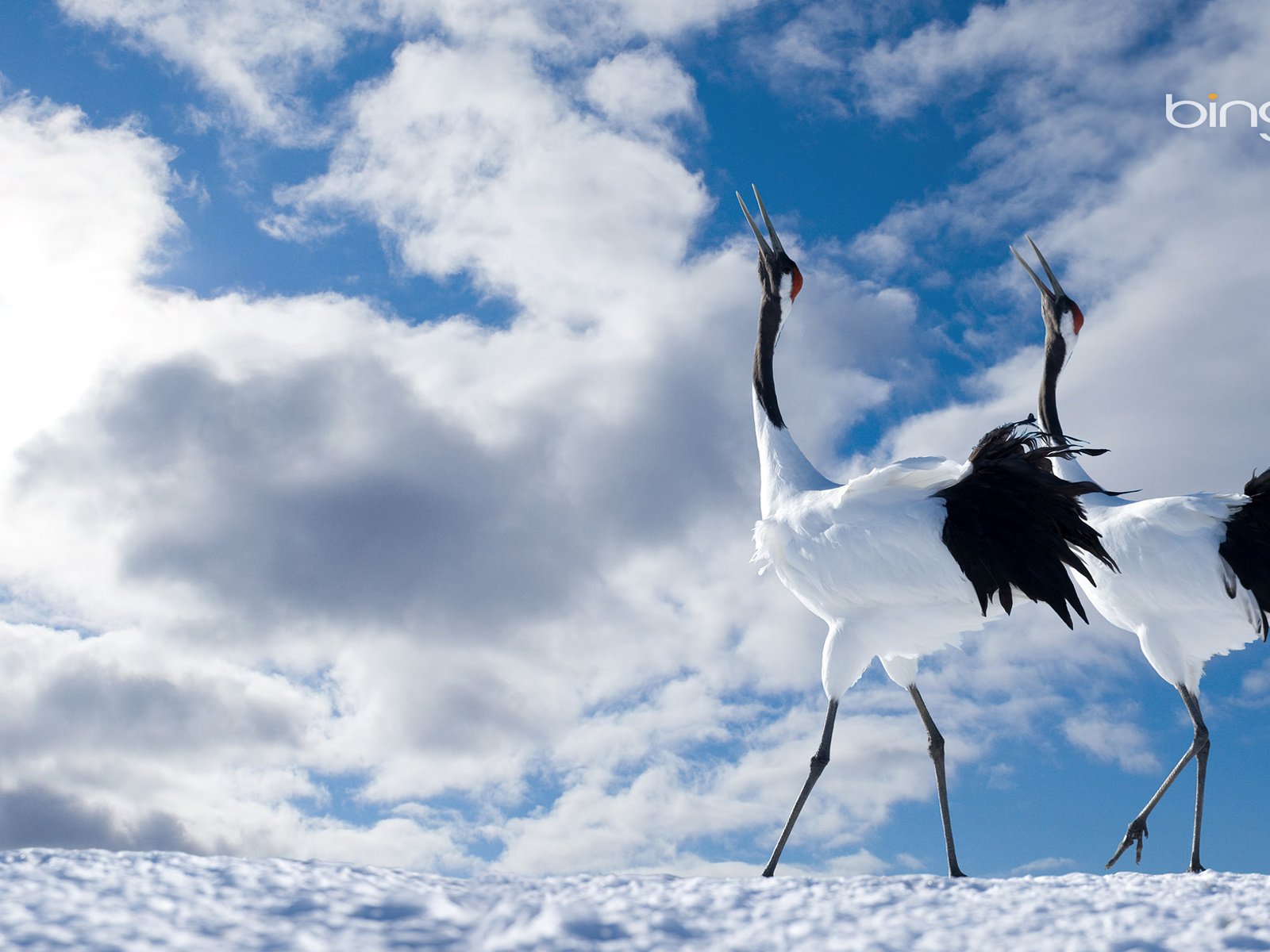 Обои небо, облака, птицы, пара, журавли, японский журавль, the sky, clouds, birds, pair, cranes, japanese crane разрешение 1920x1200 Загрузить