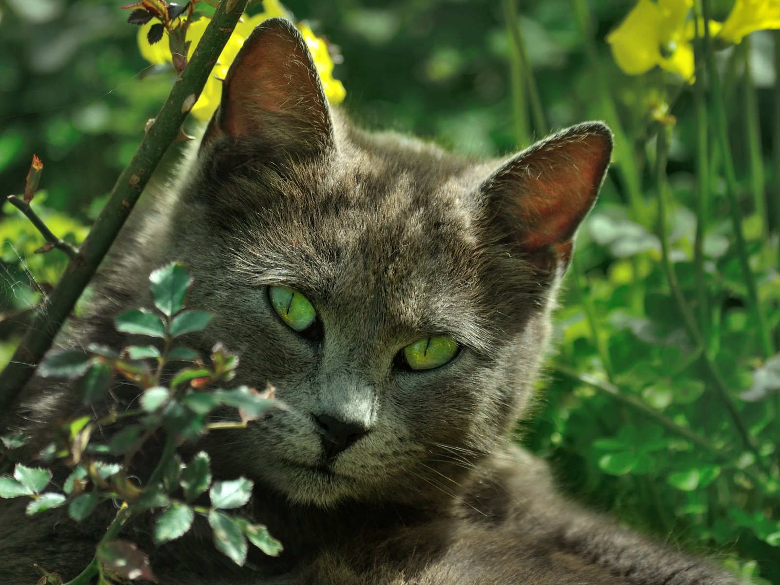 Обои природа, кот, листва, кошка, зеленые глаза, nature, cat, foliage, green eyes разрешение 2314x1537 Загрузить