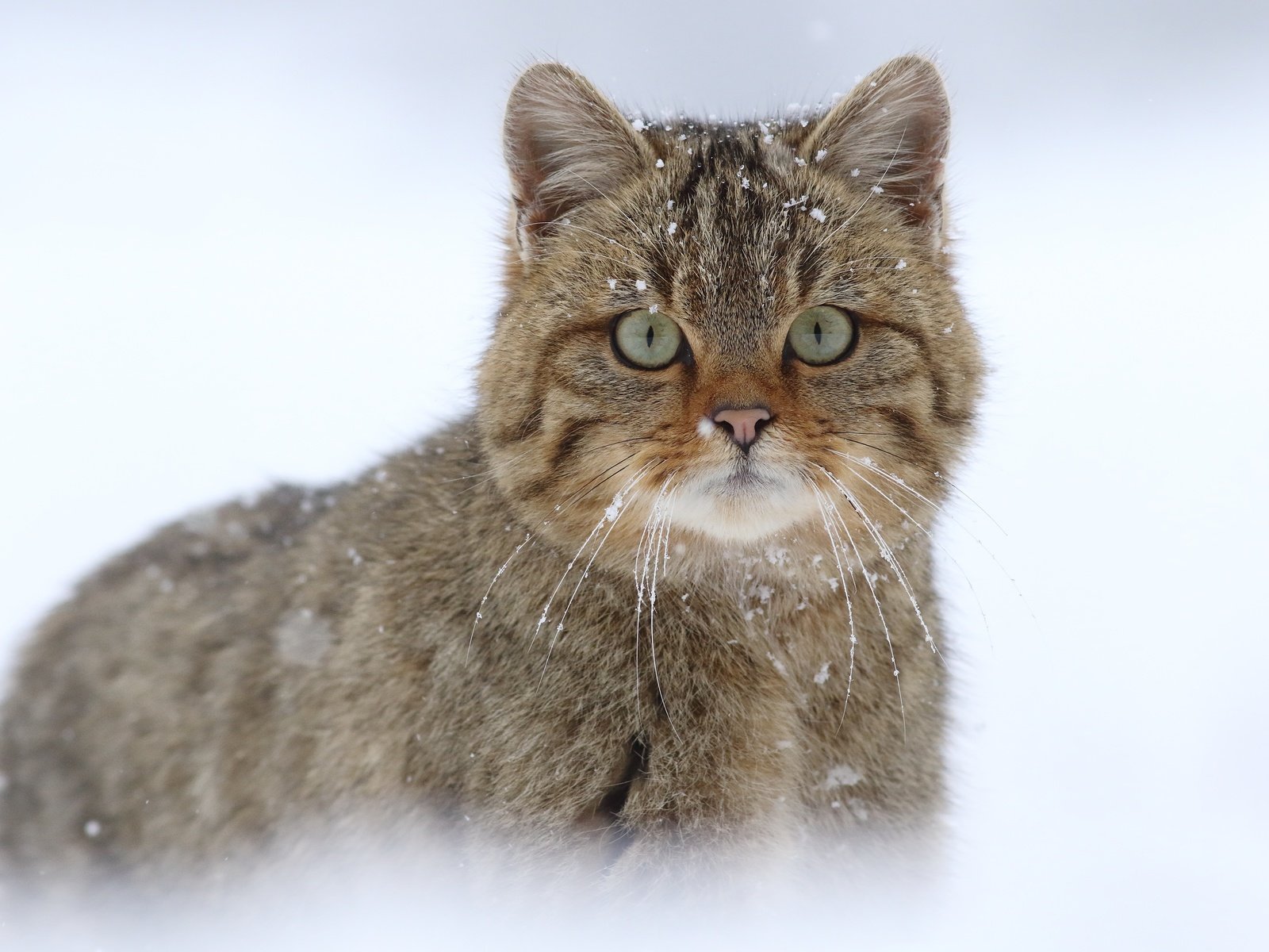 Обои снег, кот, мордочка, усы, кошка, взгляд, дикая кошка, snow, cat, muzzle, mustache, look, wild cat разрешение 5472x3648 Загрузить