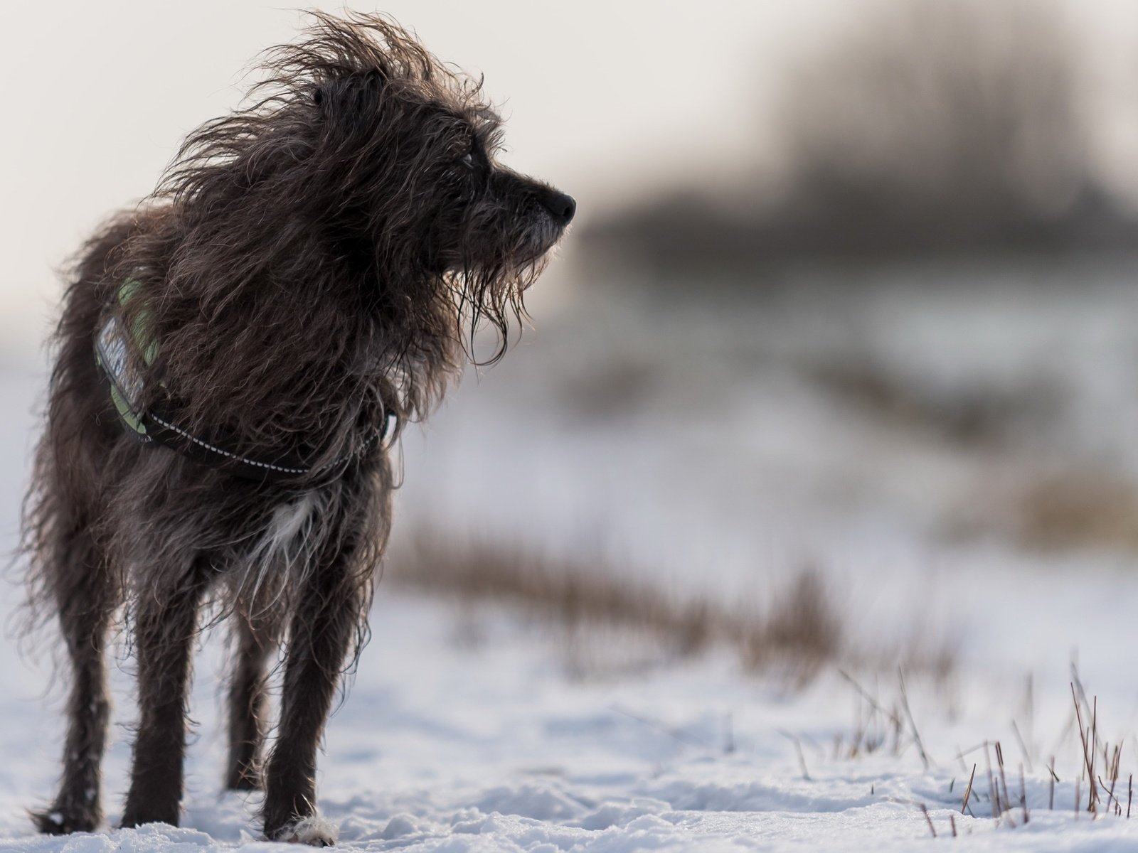 Обои снег, зима, собака, люси, ирландский волкодав, juergen libertus￼, snow, winter, dog, lucy, the irish wolfhound разрешение 1920x1274 Загрузить
