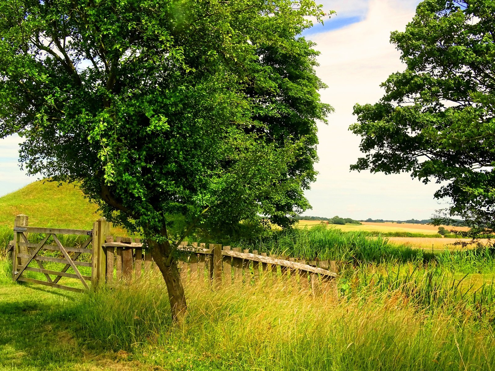 Обои трава, деревья, зелень, поле, лето, забор, grass, trees, greens, field, summer, the fence разрешение 2400x1800 Загрузить