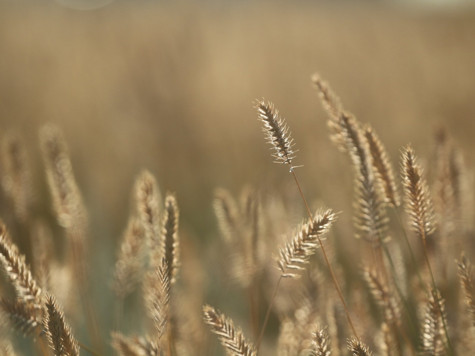 Обои трава, фон, лето, колоски, травинки, ко, grass, background, summer, spikelets, to разрешение 1920x1280 Загрузить