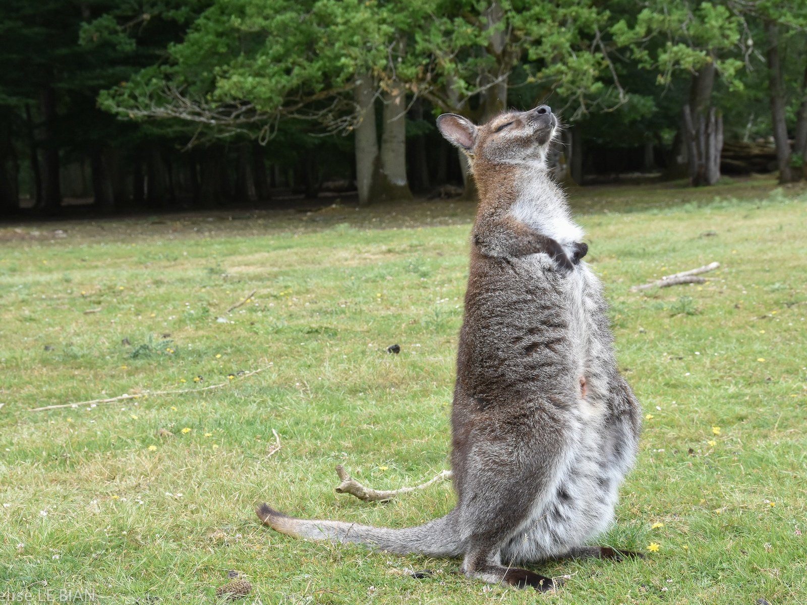 Обои трава, кенгуру, grass, kangaroo разрешение 2048x1365 Загрузить